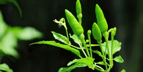 നിസാരമായി കാണരുത് ....; കാന്താരി കഴിക്കുന്നവരാണെങ്കിൽ ഇതറിഞ്ഞോളൂ...!
