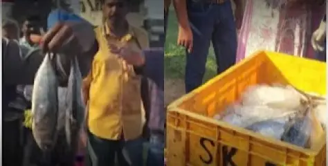 മത്സ്യ വ്യാപാര കേന്ദ്രത്തിൽ 385 കിലോ പഴകിയ മത്സ്യം പിടികൂടി