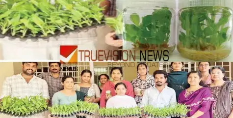  സാധാരണയേക്കാൾ ഇരട്ടിയോളം വിളവ്, രോഗകീടബാധകൾ വളരെ കുറവ്; ടിഷ്യൂ കൾച്ചർ ഇഞ്ചി, മഞ്ഞൾ തൈകൾ വികസിപ്പിച്ചു