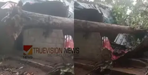  മരം ഒടിഞ്ഞ് ലേബർ ക്യാമ്പിന് മുകളിലേക്ക് വീണ് ഒരാൾ മരിച്ചു; മൂന്ന്  പേർക്ക് പരിക്ക്