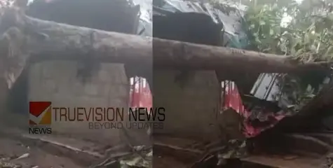 മരം ഒടിഞ്ഞ് ലേബർ ക്യാമ്പിന് മുകളിലേക്ക് വീണ് ഒരാൾ മരിച്ചു; മൂന്ന് പേർക്ക് പരിക്ക് 