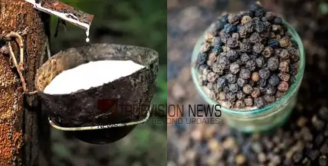 റബർ വില വലിയുന്നില്ല, കാലാവസ്ഥയിൽ സ്‌തംഭിച്ച്‌ റബർ ടാപ്പിങ്‌, കുരുമുളക് വിലയും താഴോട്ട്
