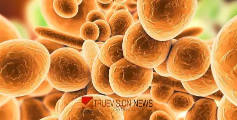 വർധിച്ചുവരുന്ന താപനില; മാരകമായ ഫം​ഗസ് വ്യാപിക്കാൻ സാധ്യതയുണ്ട്, മുന്നറിയിപ്പുമായി പഠനം