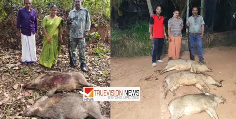 പൊതുജനങ്ങൾക്കും,കൃഷിയിടങ്ങൾക്കും ഭീഷണി ; എരഞ്ഞോളിയിൽ  വെടിവച്ചു കൊന്ന കാട്ടുപന്നികളുടെ എണ്ണം 100 കടന്നു.