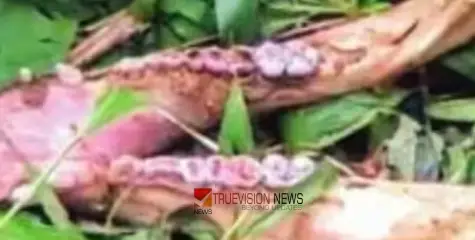 കടുവയുടെ അക്രമം? നാദാപുരം വിലങ്ങാടിൽ അജ്ഞാത ജീവി ഭക്ഷിച്ച നിലയില്‍  കാട്ടുപന്നിയുടെ ശരീരാവശിഷ്ടങ്ങള്‍