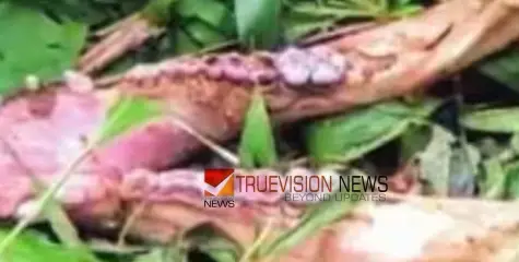 വിലങ്ങാട് വാളൂക്കില്‍ അജ്ഞാത ജീവി ഭക്ഷിച്ച നിലയില്‍ കാട്ടുപന്നിയുടെ  ജഡം കണ്ടെത്തി