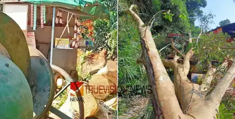 കോഴിക്കോട് കൂറ്റന്‍ മരം കടപുഴകി വീണു; കോണ്‍ക്രീറ്റ് ജോലി ചെയ്തിരുന്ന നാല് തൊഴിലാളികൾക്ക് അത്ഭുത രക്ഷ