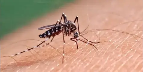 ഡെങ്കിപ്പനി: വീടുകളില്‍ ഉറവിട നശീകരണം കര്‍ശനമായി നടത്തണം- ആരോഗ്യവകുപ്പ്