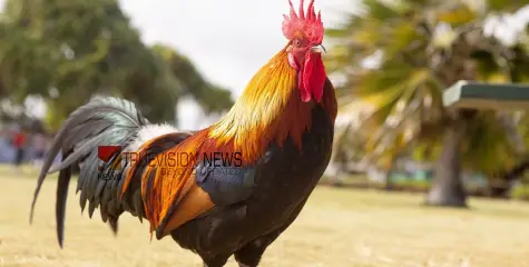  പൂവൻകോഴിക്കും പൊന്നിൻ വിലയോ? പള്ളിയിൽ നേർച്ചയായി സമർപ്പിച്ച പൂവൻ കോഴി ലേലത്തിൽ പോയത് 1,25,101 രൂപയ്ക്ക്
