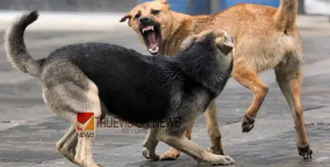 വീണ്ടും തെരുവുനായ ആക്രമണം; കുട്ടികൾ ഉൾപ്പടെ ഏഴുപേർക്ക്  കടിയേറ്റു 
