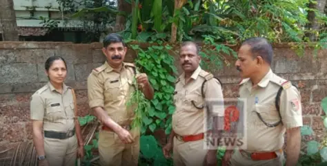 തളിപ്പറമ്പ് സർ സയ്യിദ് കോളേജ് പരിസരത്ത് കഞ്ചാവ് ചെടി കണ്ടെത്തി