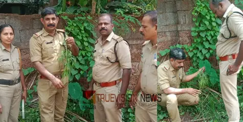 തളിപ്പറമ്പ് സർ സയ്യിദ് കോളേജ് പരിസരത്ത് നിന്നും കഞ്ചാവ് ചെടി കണ്ടെത്തി