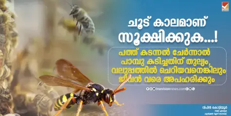 ചൂട് കാലമാണ് സൂക്ഷിക്കുക......! പത്ത് കടന്നല്‍ ചേര്‍ന്നാല്‍ പാമ്പു കടിച്ചതിന് തുല്യം, വലുപ്പത്തില്‍ ചെറിയവനെങ്കിലും ജീവൻ വരെ അപഹരിക്കും