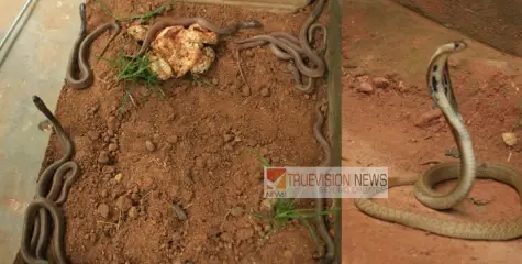 പിണറായിയിൽ കണ്ടെത്തിയ മൂർഖൻ്റെ മുട്ടകൾ  കോടിയേരിയിൽ വിരിഞ്ഞു ; 10 കുട്ടി മൂർഖൻമാരും ആരോഗ്യവാന്മാർ