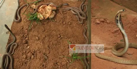 പിണറായിയിൽ കണ്ടെത്തിയ മൂർഖൻ്റെ മുട്ടകൾ കോടിയേരിയിൽ വിരിഞ്ഞു