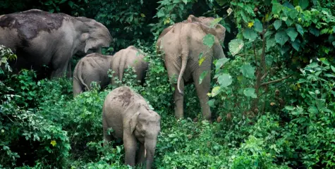 കണ്ണൂർ ആറളം ഫാം പുനരധിവാസ മേഖലയിൽ ബ്ലോക്ക് 13 ഓടച്ചാൽ ഭാഗത്ത് തമ്പടിച്ച കാട്ടാനകളെ വനത്തിലേക്ക് തുരത്തി