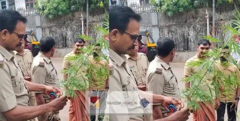 പാനൂരിനടുത്ത് മുത്താറി പീടികയിൽ  കഞ്ചാവ് ചെടി കണ്ടെത്തി