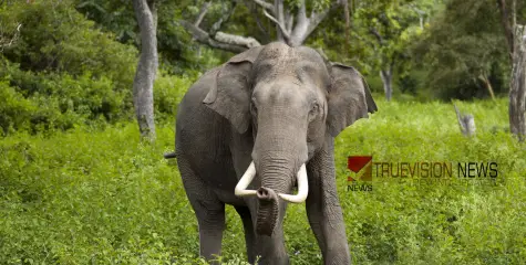 വീണ്ടും ജീവനെടുത്ത് വന്യജീവി; പാലക്കാട് കാട്ടാനയുടെ ആക്രമണത്തില്‍ ടാപ്പിങ് തൊഴിലാളി കൊല്ലപ്പെട്ടു