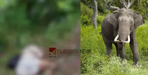 തീരാ കാട്ടാനക്കലി; പാലക്കാട് കാട്ടാനയുടെ ആക്രമണത്തില്‍ ടാപ്പിങ് തൊഴിലാളി കൊല്ലപ്പെട്ടു