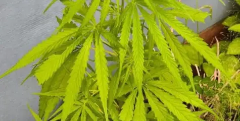 ദേശീയ പാതയോരത്ത് ചട്ടിയില്‍ കഞ്ചാവ് ചെടി