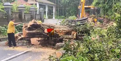 നാട്ടുകാർക്ക് ആശ്വാസം; കാഞ്ഞിരോളിയിൽ അപകട ഭീഷണി ഒഴിഞ്ഞു, തണൽ മരം മുറിച്ചുമാറ്റി  