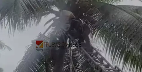 ദേഹാസ്വാസ്ഥ്യം; തേങ്ങയിടാൻ തെങ്ങില്‍ കയറിയ ഗൃഹനാഥൻ മരിച്ചു