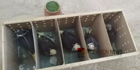നിയമം ലംഘിച്ച് കൊണ്ടുവന്ന അഞ്ച് ഫാൽകൺ പക്ഷികളെ പിടികൂടി 