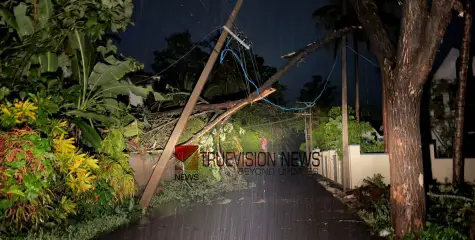 മിന്നൽ ചുഴലി; കോഴിക്കോട് ചെറുവാടിയിൽ മരങ്ങൾ കടപുഴകി വീണു