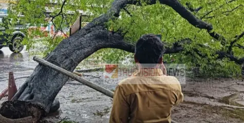 തലശേരിയിൽ കനത്ത മഴയിൽ മരം കടപുഴകി വീണു ; 6  ഇരുചക്രവാഹനങ്ങൾ തകർന്നു