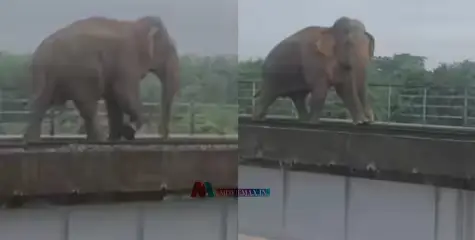 'പറ്റുമോ സക്കീർ ബായ്..' ; റെയില്‍ പാലത്തിലൂടെ കൂസലില്ലാതെ നടക്കുന്ന ആന, വീഡിയോ വൈറൽ