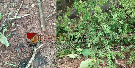 തിരുവള്ളൂരിൽ വീട്ടുമുറ്റത്തെ ചന്ദനമരം മോഷ്ടിച്ചു; ഏകദേശം ഒരു ലക്ഷം രൂപയുടെ നഷ്ടം