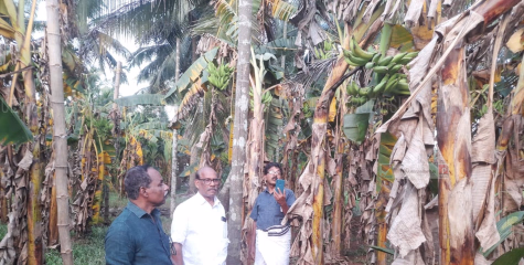 നേന്ത്രവാഴ കര്‍ഷകര്‍ക്ക് അടിയന്തിര സഹായം എത്തിക്കണം. കര്‍ഷക കോണ്‍ഗ്രസ്.