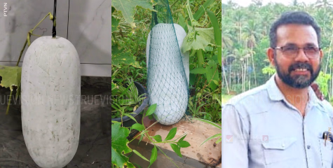 അടുക്കളത്തോട്ടത്തില്‍ വിളവെടുപ്പിന്റെ വിസ്മയം; ബഷീറിന്റെ 'ഇളവന്‍' കൗതുകമായി
