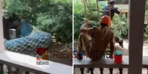 കാസര്‍കോട് പെരുന്നാളിന് അറക്കാൻ കൊണ്ടുവന്ന പോത്ത് വിരണ്ടോടി