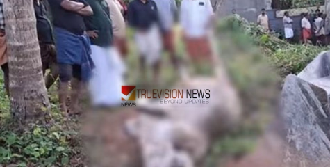  കോഴിക്കോട് വടകരയിൽ ഗർഭിണിയായ പശു പാമ്പ് കടിയേറ്റ് ചത്തു