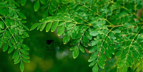വീട്ടിലെ പറമ്പിൽ പോയി മുരിങ്ങ പറിച്ച് ഭക്ഷണത്തിൽ ഉൾപ്പെടുത്തൂ, ഗുണങ്ങൾ ഏറെ ...