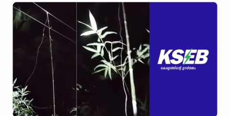 കാട്ടുപന്നിയെ കുടുക്കാനുള്ള കെണിയിൽ തട്ടി മരണം :രണ്ട് പ്രതികളെ കസ്റ്റഡിയിൽ എടുത്ത് പോലീസ് 