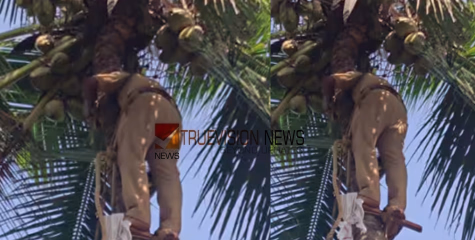 കോഴിക്കോട് തെങ്ങിൽ കയറി ഓല വെട്ടുന്നതിനിടയില്‍ കൈ മുറിഞ്ഞു; വയോധികന് രക്ഷകനായി അഗ്നിരക്ഷാസേന