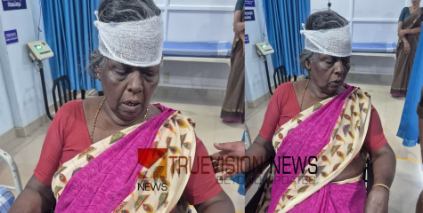 നാദാപുരത്ത് തൊഴിലുറപ്പ് തൊഴിലാളികളെ പന്നി ആക്രമിച്ചു; സ്ത്രീക്ക് തലയ്ക്ക് പരിക്ക്