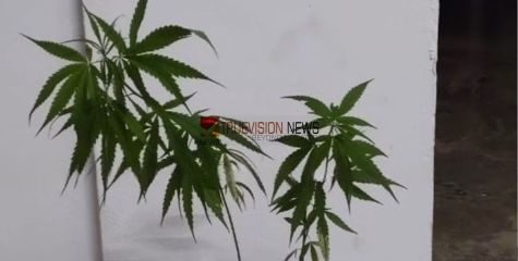 ചെടിച്ചട്ടിയിൽ നട്ടുവളർത്തി; വളയം റോഡിൽ അതിഥി തൊഴിലാളികളുടെ  താമസസ്ഥലത്തിനോട് ചേർന്ന് കഞ്ചാവ് കൃഷി