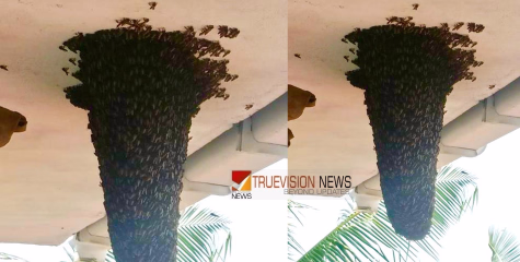 വേരോടെ പിഴുതെറിഞ്ഞു; തണലിലെ ഭീമൻ തേനീച്ചക്കൂട് തകർത്ത് കുറ്റ്യാടി ദുരന്ത നിവാരണസേന