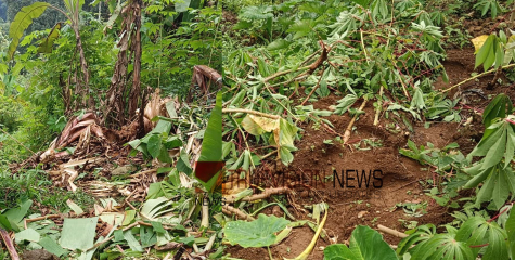 പന്നിയേരിയിൽ കാട്ടാനശല്യം രൂക്ഷം; വനം വകുപ്പ് ഉദ്യോഗസ്ഥർ അനാസ്ഥ വെടിയുക -കർഷക സംഘം