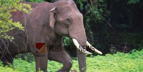ഇടുക്കിയിൽ കാട്ടാന ആക്രമണം; ആദിവാസി സ്ത്രീ കൊല്ലപ്പെട്ടു