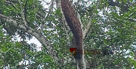 വീണ്ടും ഭീഷണിയായി; വേളം ശാന്തിനഗറിലെ മരത്തിൽ കൂട് കൂട്ടി കാട്ട്തേനീച്ച