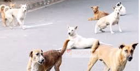 കടിയോട് കടി ;  കണ്ണൂർ നഗരത്തിൽ തെരുവ് നായ ഒറ്റ ദിവസം കടിച്ചത്  51 പേരെ, 4 പേർ മെ‍ഡിക്കൽ കോളേജിൽ 