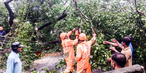 ശ​ക്ത​മാ​യ കാ​റ്റിൽ ആ​ൽ​മ​ര​ത്തി​ന്റെ ശി​ഖ​രം അ​ട​ർ​ന്നു​വീ​ണ് അ​ധ്യാ​പി​ക​ക്കും വി​ദ്യാ​ർ​ഥി​നി​ക്കും പ​രി​ക്ക്
