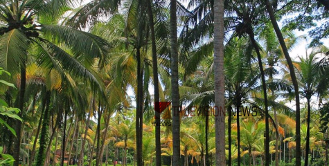 ഇപ്പോൾ അപേക്ഷിക്കൂ; കായക്കൊടി പഞ്ചായത്തിൽ കേരകൃഷി വികസന പദ്ധതി 