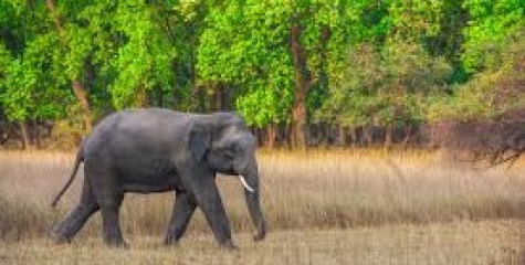 നീലഗിരി ഗൂഡല്ലൂരില്‍ കാട്ടാന ആക്രമണം: മലയാളിക്ക് ദാരുണാന്ത്യം. 