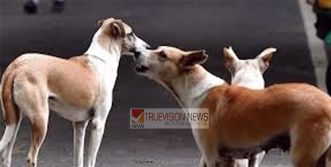 പാനൂരിനടുത്ത് പാറാട്ടും  ഭീതിവിതച്ച് തെരുവുനായ ; 2 പേർക്ക് പരിക്ക് 