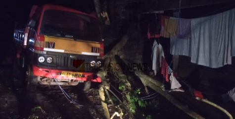 കോഴിക്കോട് കടിയങ്ങാട് മരം മുറിഞ്ഞ് വീണ് ടിപ്പർ ലോറി തകർന്നു